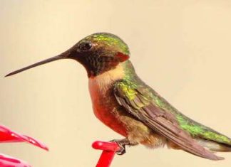 You Could Be Killing Hummingbird Populations: Here’s How to Save Them