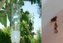Learn How To Make This Homemade Trap To Get Rid of Flies, Mosquitoes and Any Flying Insect. It is Very Effective!