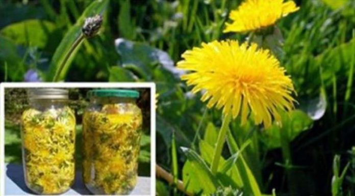 Dandelion Helps Cures Cancer, Hepatitis, and Cleanses the Liver, Kidneys Stomach … Here’s How To Prepare