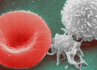 USC Researchers Discover How to Regenerate Your Entire Immune System in 72 Hours