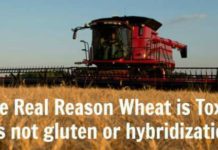 The Real Reason Wheat is Toxic (it’s not the gluten)