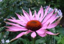 Echinacea – action and application
