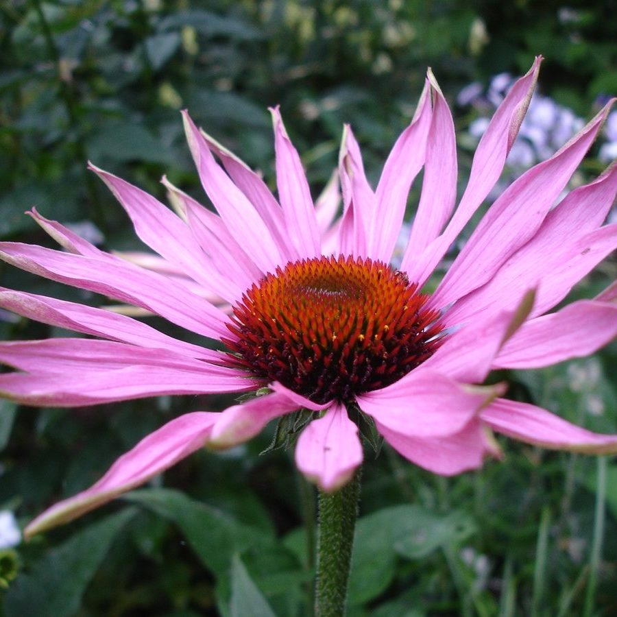 Echinacea – action and application