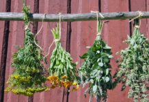 Are You Familiar With These 20 Herbs That Can Be Used As Medicine?
