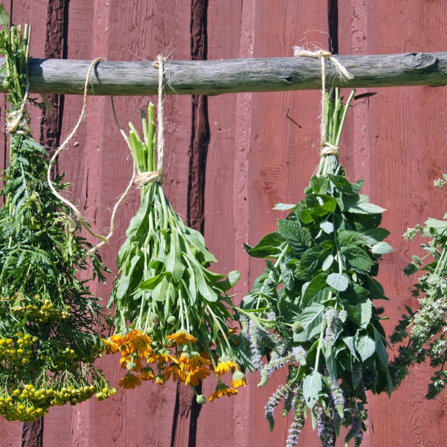 Are You Familiar With These 20 Herbs That Can Be Used As Medicine?