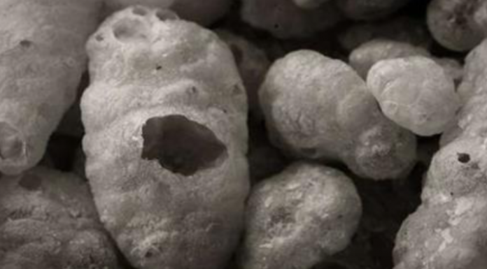 Research Finds High Levels of Arsenic In Common Foods