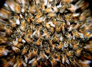 “Secret Studies:” Bayer Knew Their Products Were Wiping Out Bees, Did Nothing According to Greenpeace Investigation