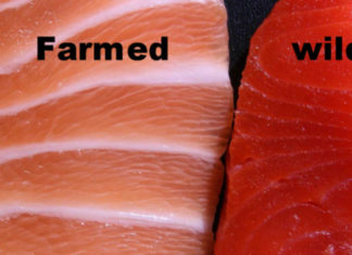 Looking Inside the Fish Industry: Why Farmed Salmon is One of the Most Toxic ‘Junk Food’ We Can Put in Our Body
