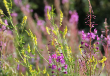 Edible or Poisonous? Tips on How to Determine Which Forgeable Wild Plants Are Safe to Consume
