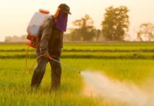Nine Foods That Are Directly Sprayed with Monsanto’s Cancer-Linked Herbicide Before Reaching Your Dinner Plate