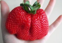 Monsanto’s $125 Million Deal to Flood The Market With New GMO Strawberry, Wheat & More