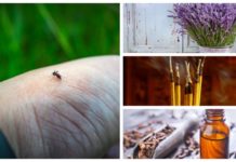 Repel Mosquitoes And Prevent Them From Biting You With ACV And Herbs