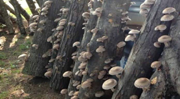 A Comprehensive Guide to Growing Shiitake Mushrooms