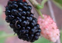 Grow a Mulberry Tree In Your Yard.. You Will Need It !