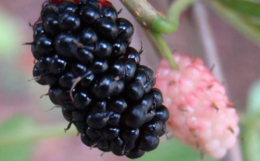 Grow a Mulberry Tree In Your Yard.. You Will Need It !