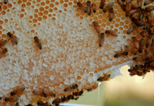 The Threat of Colony Collapse Disorder to Our Food Supply is Real
