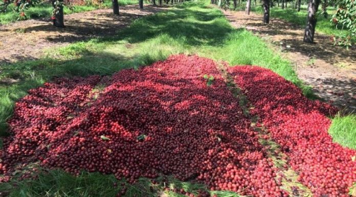 “It Just Doesn’t Seem Right:” Michigan Farmer Forced to Dump 40,000 Pounds of Cherries to Make Way for Import Crops