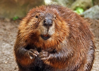 Food Industry Uses Beaver Anal Secretions to “Flavor” Your Food!