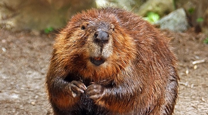 Food Industry Uses Beaver Anal Secretions to “Flavor” Your Food!