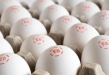 Major Investigation Exposes the Truth About One of America’s Largest Organic Egg Brands