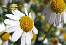 10 Medicinal Plants For Your Survival Garden