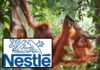 Suspended! Nestlé Reprimanded by Sustainable Palm Oil Group, Can No Longer Include Claim on Its Products