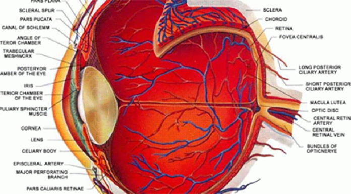 How To See WITHOUT Glasses, No Matter How Bad Your Vision Is