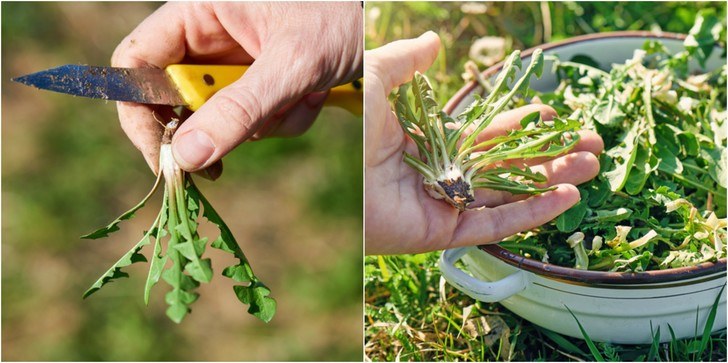 Use Dandelion Root, Leaves, Flower To Strengthen The Bones And Detox The Body