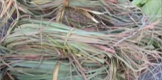 EVERYONE IS LOOKING FOR THIS PLANT THAT IS USED FOR CANCER AND MANY DISEASES, AND I DID NOT KNOW IT UNTIL NOW